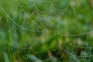 spider-web-7599664_1920