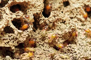 termites-3367350_1280