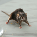 Rat