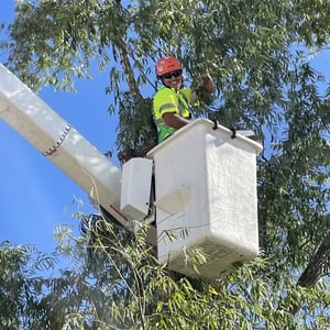 Senske Boise pruning