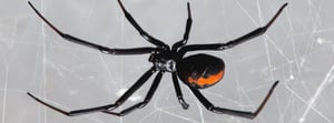black-widow