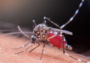 mosquito-zika