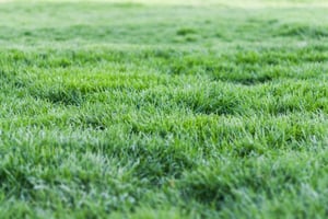 texas-nutrient-deficient-lawn-care-1200x800