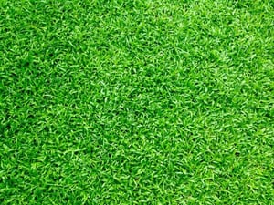 turf-grass-768x576