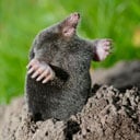 service-mole-vole