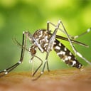 service-mosquito