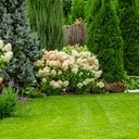 service-shrubs