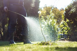 weed-spraying-dandelion-scaled