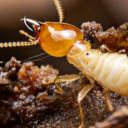 Termite