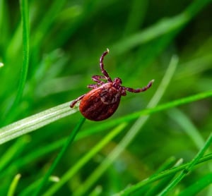 deer-tick-cropped