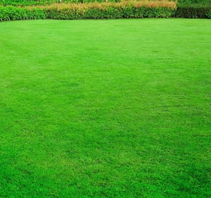 greener-grass-by-the-turf-doctor-cropped