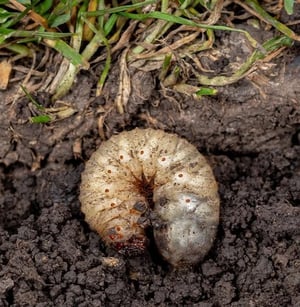 lawn-care-grub-control-cropped