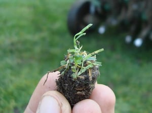 lawn-care-renovation-cropped