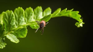 organic-tick-control