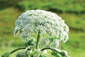 vm-giant-hogweed