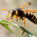 Wasp