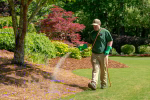 Winter Atlanta Tree Care