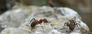 ant-control-services-senske-ants-1280x480-1