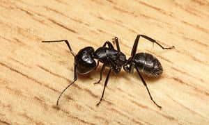 ant-pest-textimage