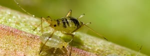 aphids-aphid-control-senske-1280x480