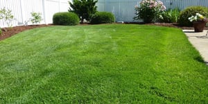 back-yard-250890_1