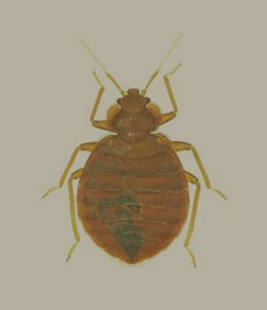 bed-bugs-bed-bug-close-up-overlay