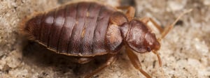 bed-bugs-control-senske-1280x480