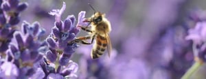 bee-on-flower