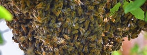 bee-removal-senske-pest-control-bees-1280x480
