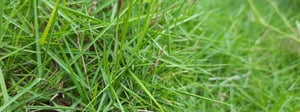bentgrass-weed-control-senske-1280x480