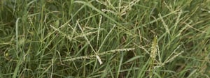 bermuda-grass-weed-control-senske-1280x480