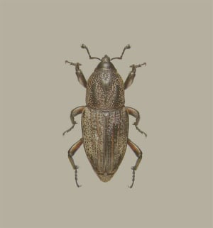 billbug