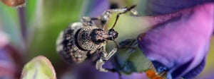 billbugs-billbug-control-senske-1280x480