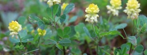 black-medic-medicago-lupulina-weed-control-service-1280x480-1