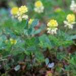 black-medic-medicago-lupulina-weed-control-service-150x150