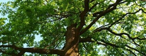 boise-idaho-tree-service-senske
