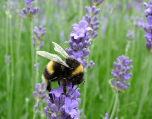 bumblebee