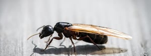 carpenter-ants-pest-control-ant-killer-senske-1280x480
