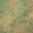 chart-pythium
