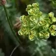 chart-spurge