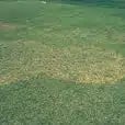 chart-zoysia