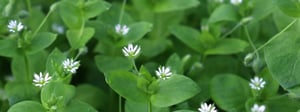 chickweed-weed-control-1280x480