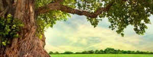 clarkston-washington-tree-service-senske-1280x480
