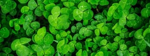 clover-weed-control-1280x480