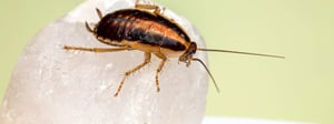 cockroaches-cockroach-pest-control-treatment-senske-1280x480