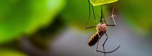coeur-dalene-idaho-mosquito-control-senske-1280x480