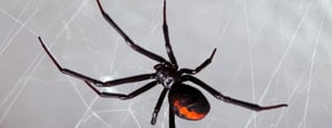 coeur-dalene-idaho-pest-control-senske