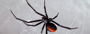 coeur-dalene-idaho-pest-control-senske