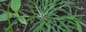 crabgrass-weed-control-senske-1280x480-1
