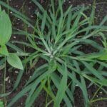 crabgrass-weed-control-senske-150x150